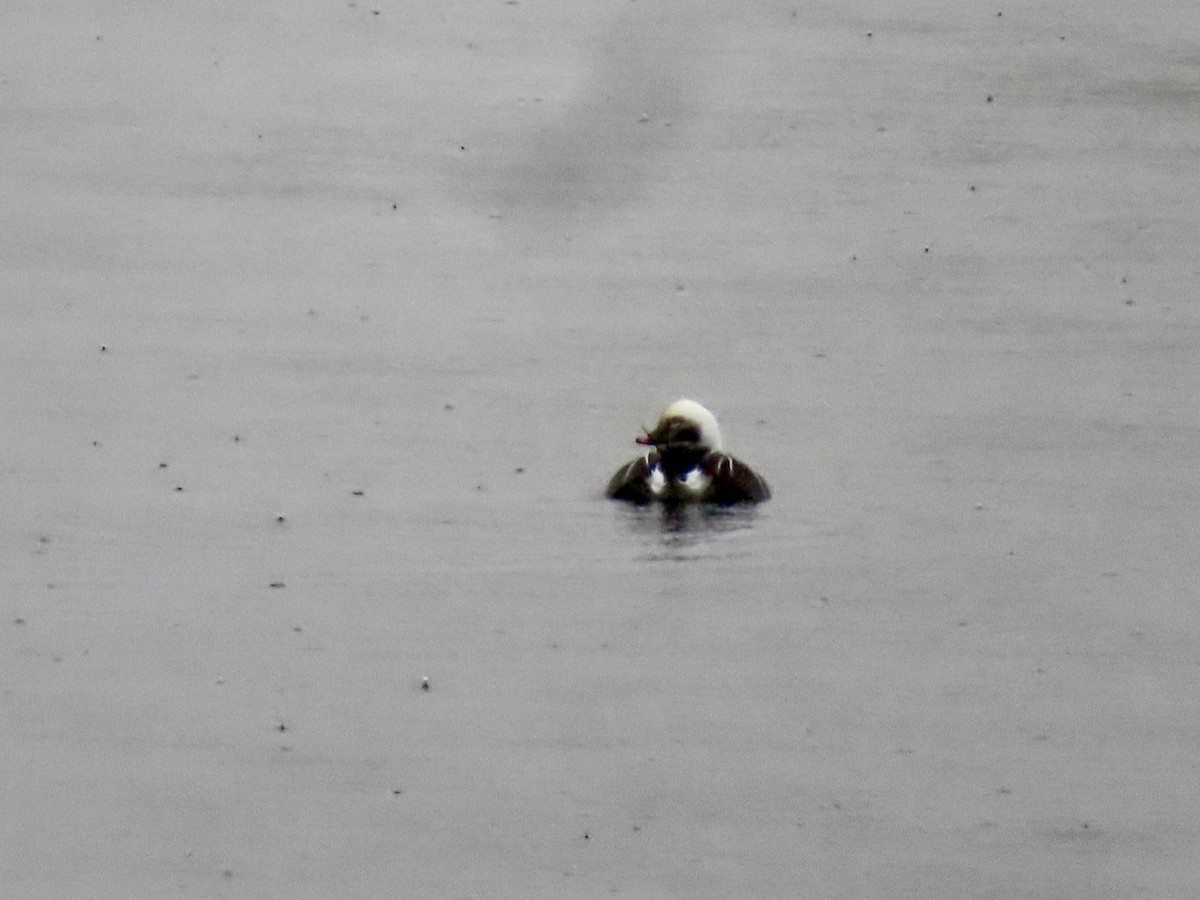 Long-tailed Duck - ML275497401