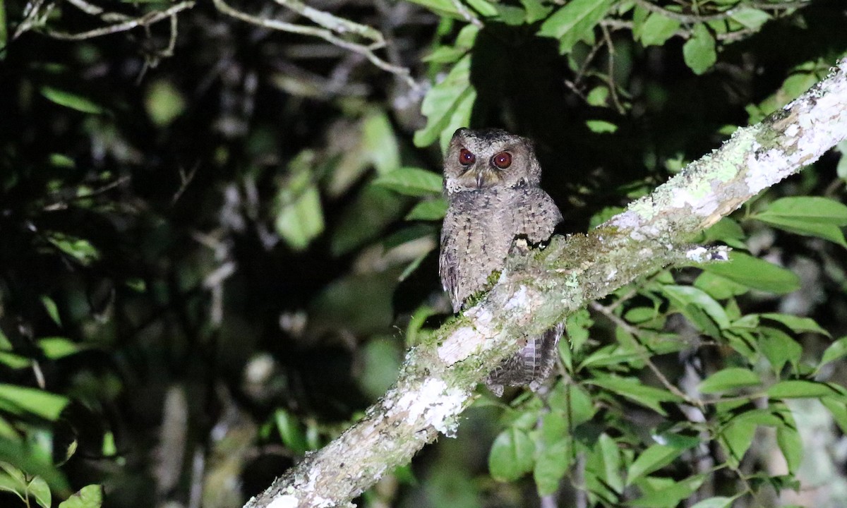 Everett's Scops-Owl - ML275497891