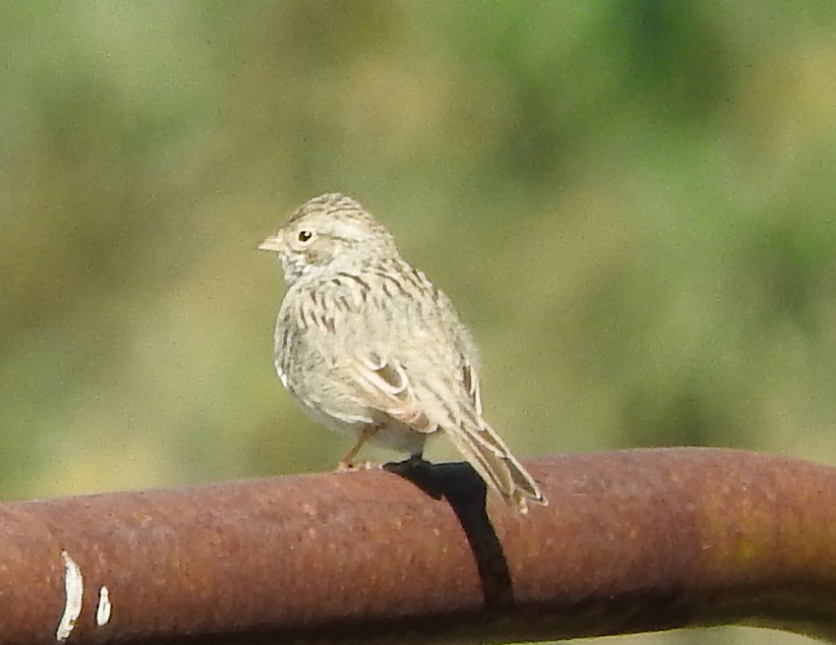 Brewer's Sparrow - Nina Jones