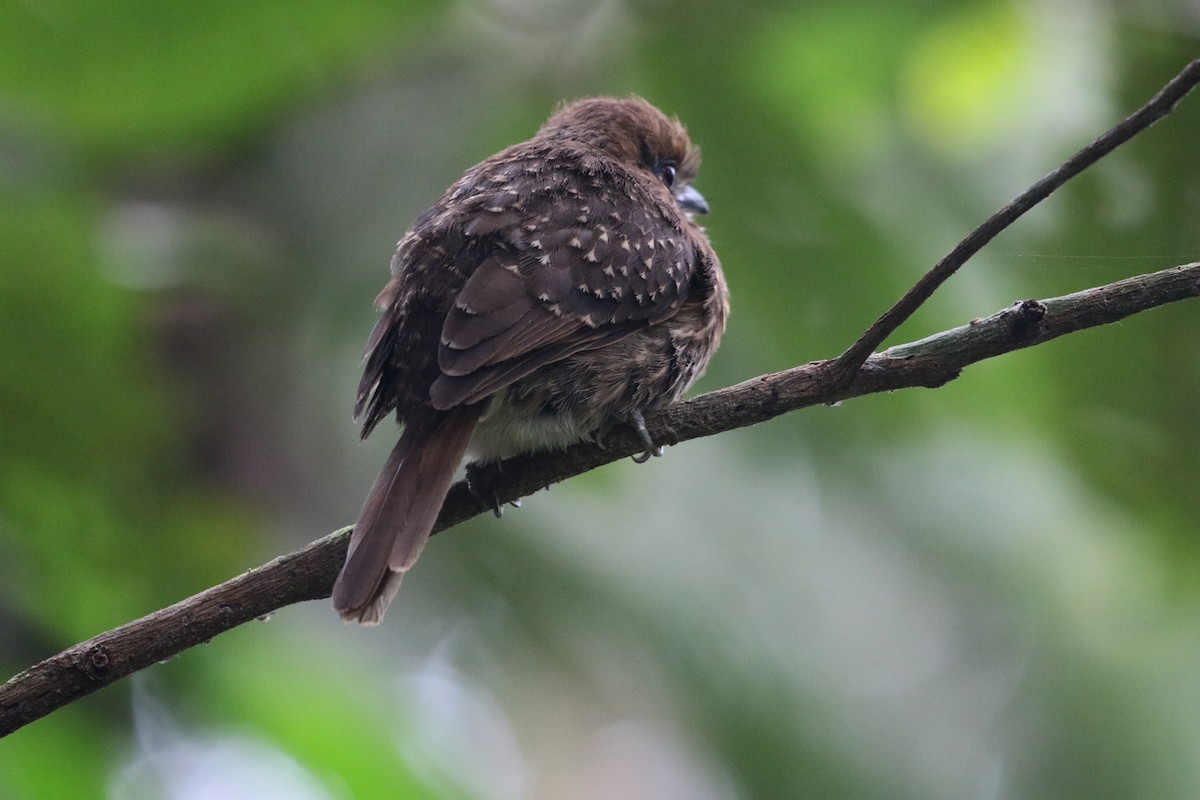 Moustached Puffbird - ML275498611