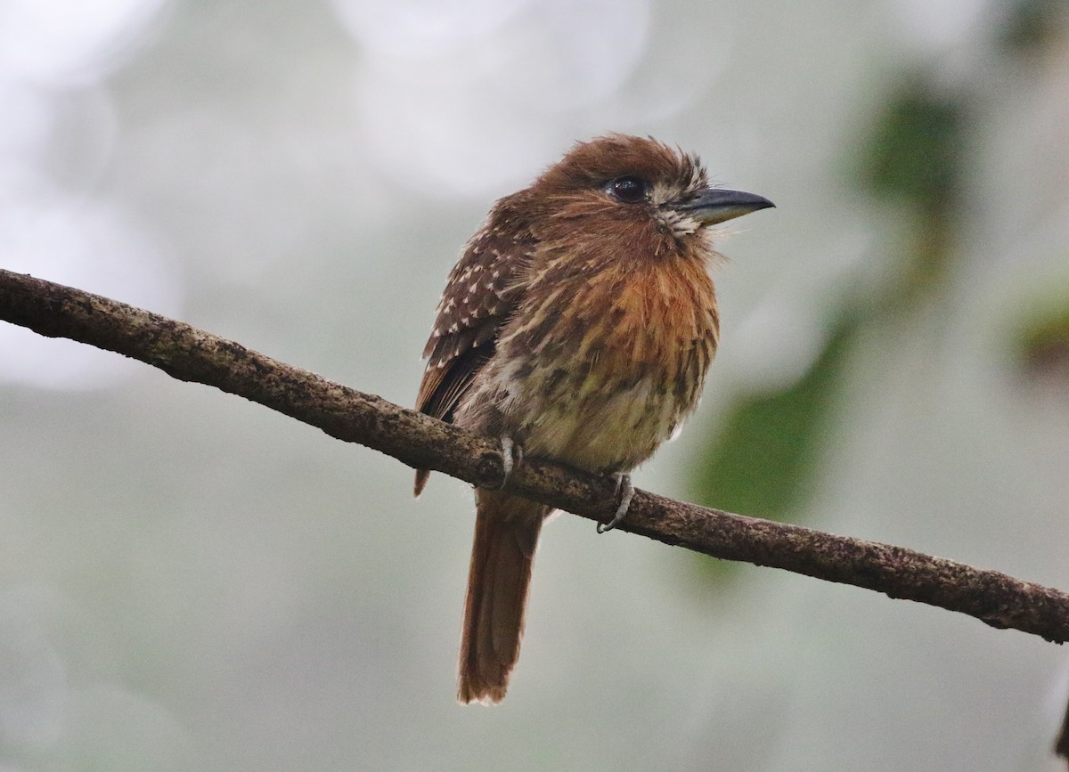 Moustached Puffbird - ML275498671