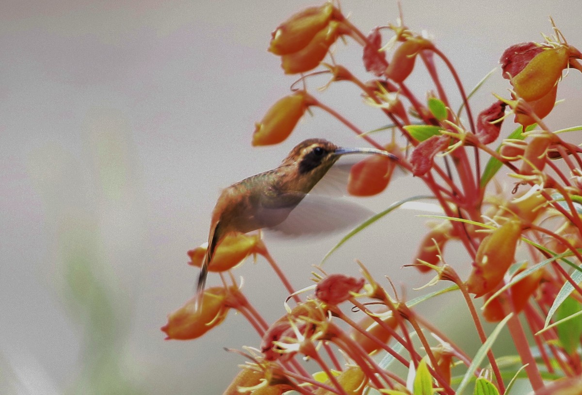 Пестрогорлый колибри-отшельник - ML275499551