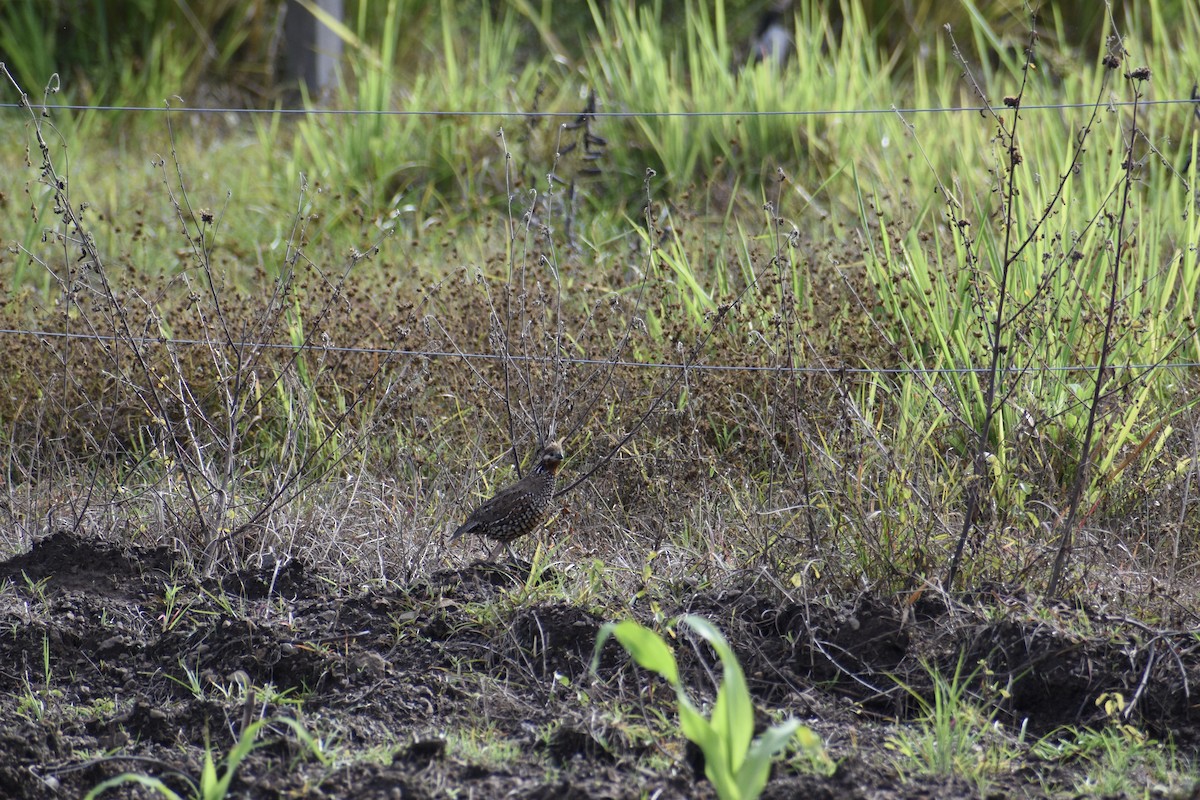 Crested Bobwhite - ML275499791