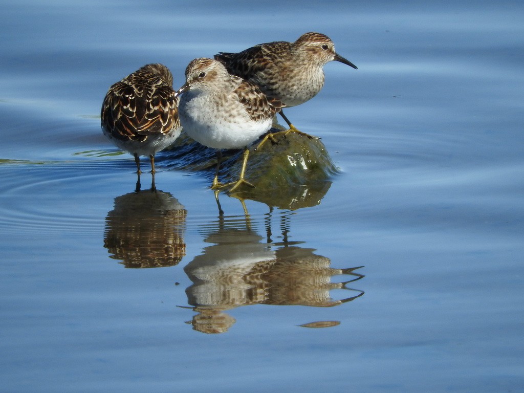 Wiesenstrandläufer - ML27550001