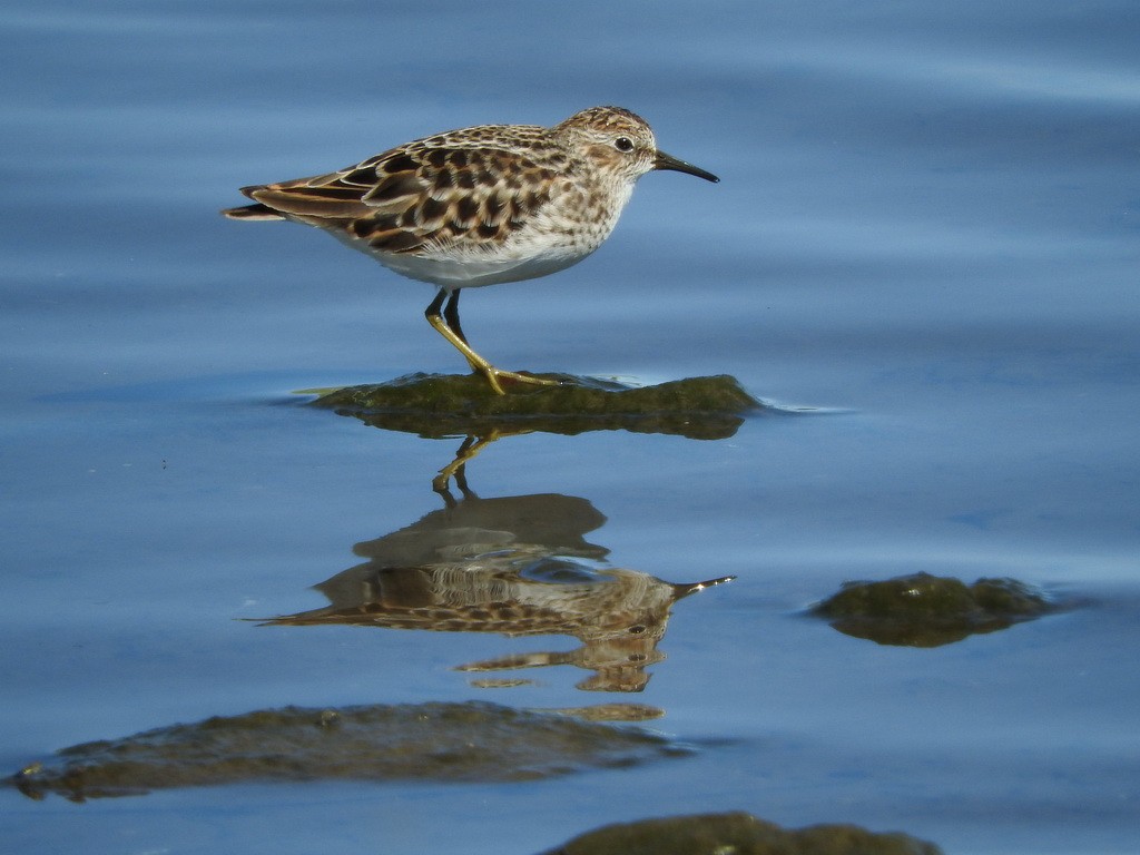 Least Sandpiper - ML27550011