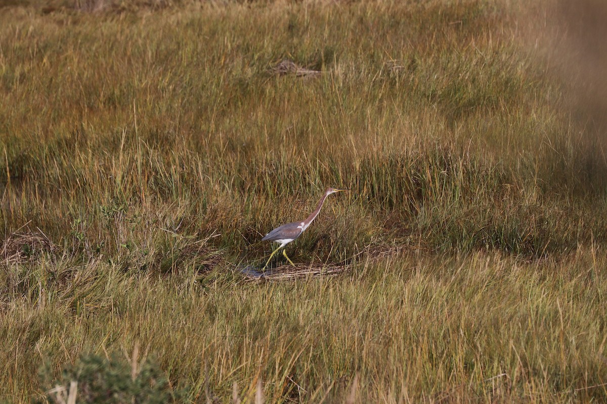 Tricolored Heron - ML275500461