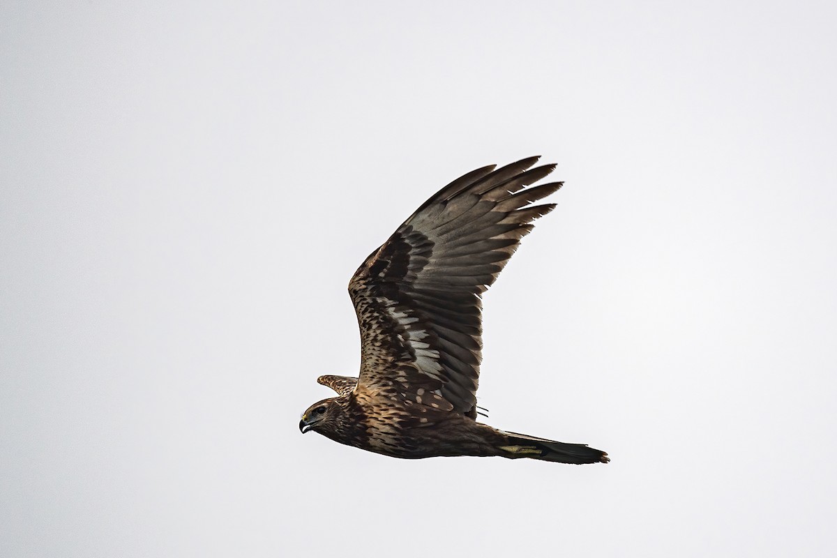 Eastern Marsh Harrier - ML275500561