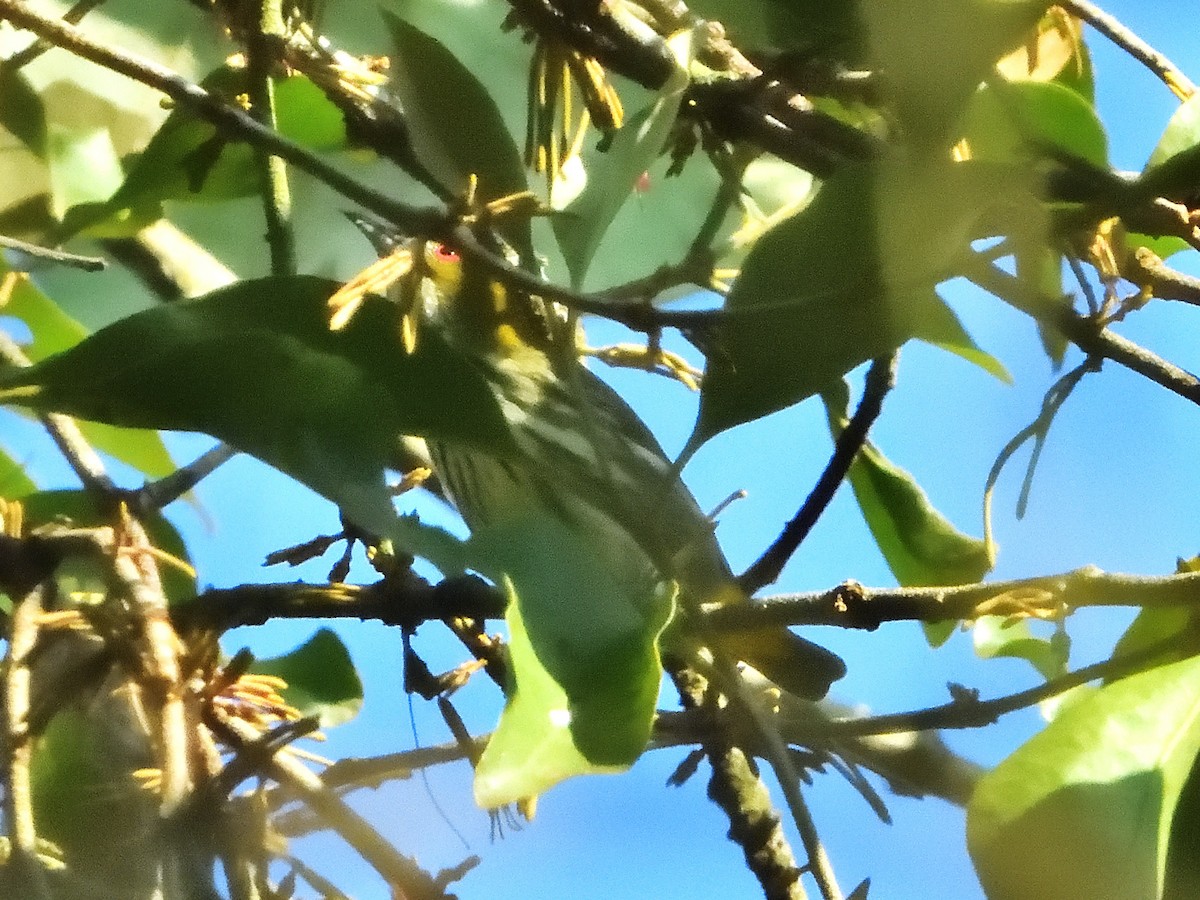 Yellow-vented Flowerpecker - ML275501541
