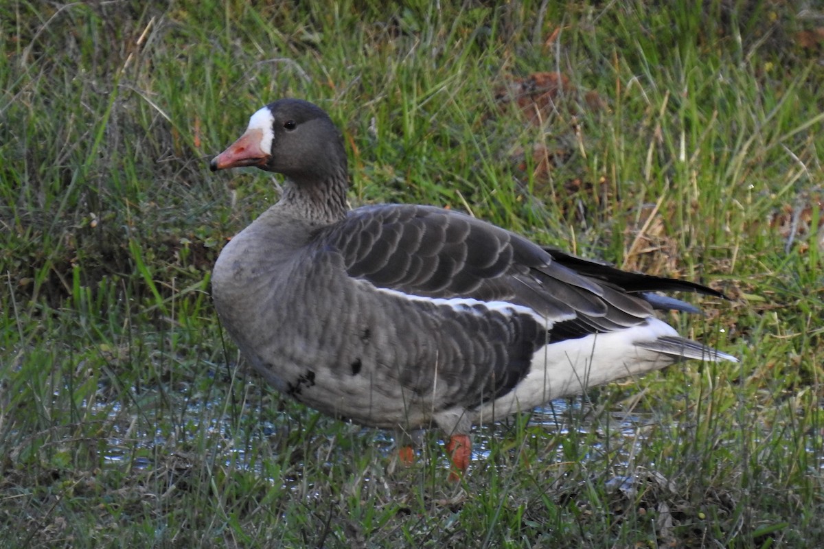 Greater White-fronted Goose - ML275502631