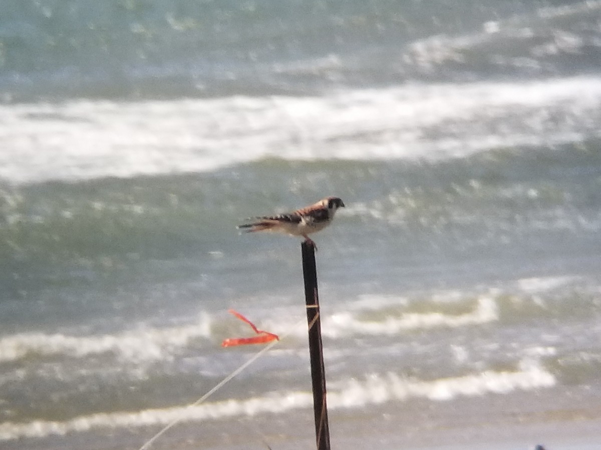 American Kestrel - Tim Colborn