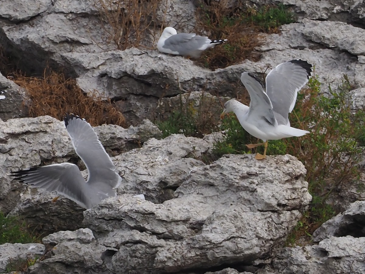 Yellow-legged Gull - ML275502991