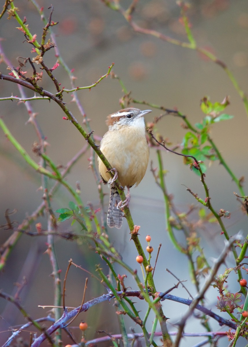 Carolina Wren - ML275503421
