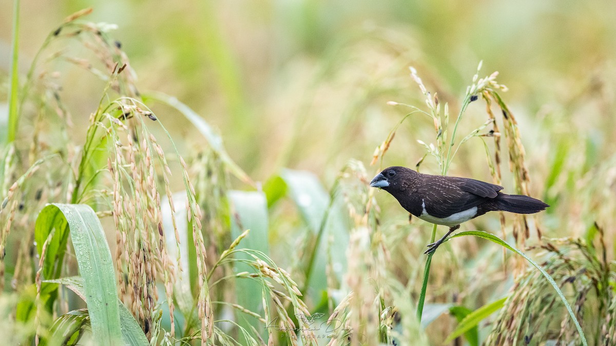 White-rumped Munia - ML275503531