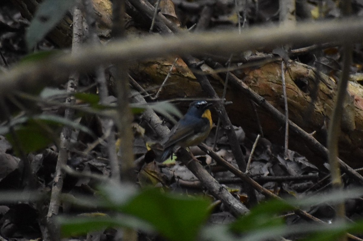 Snowy-browed Flycatcher - ML275504471