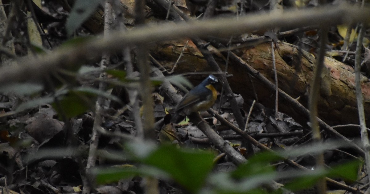 Snowy-browed Flycatcher - ML275504771