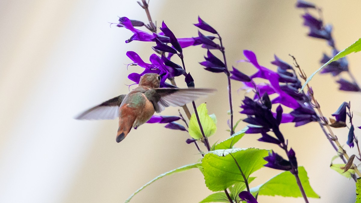 rødkolibri - ML275505031