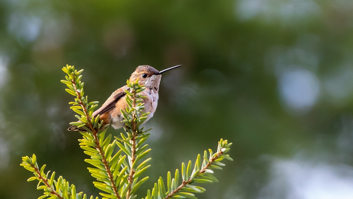 rødkolibri - ML275505171