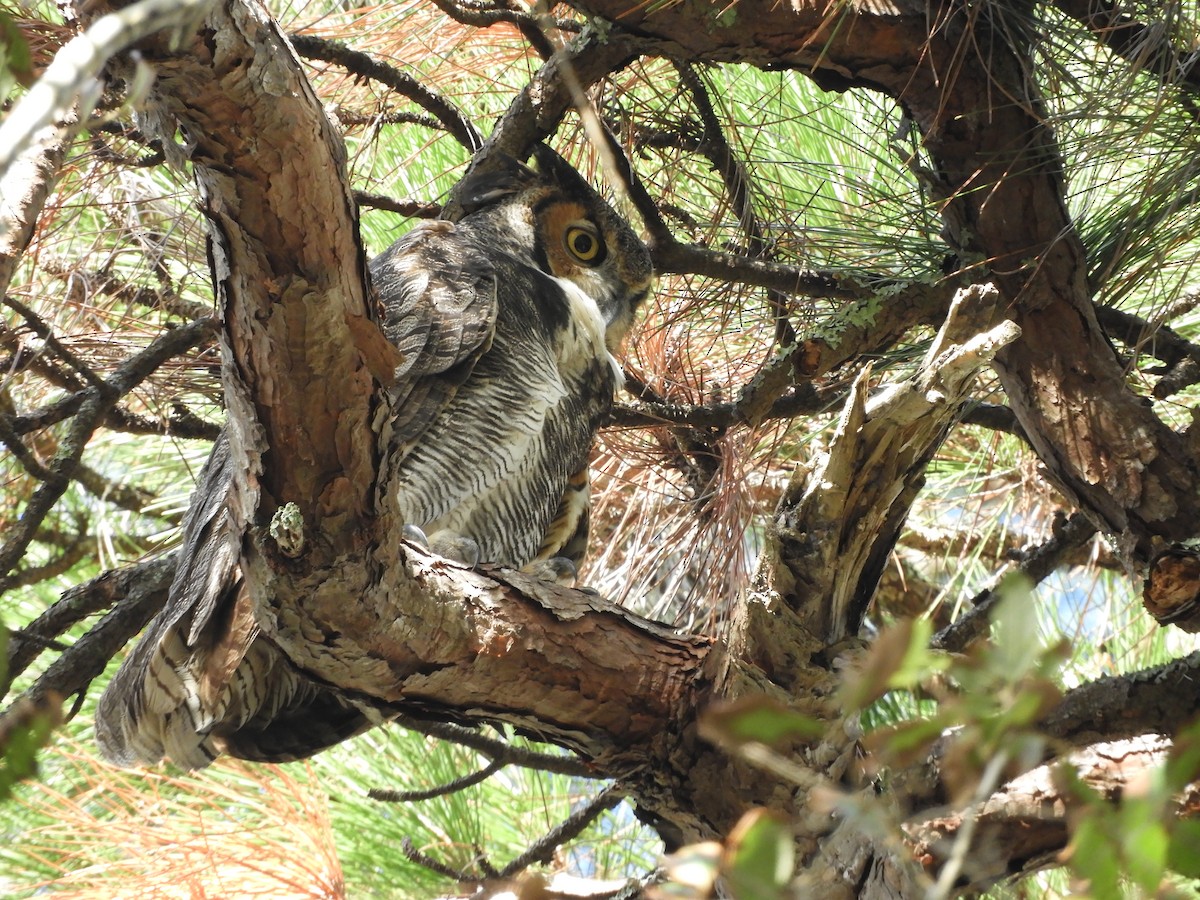 Great Horned Owl - ML275508281