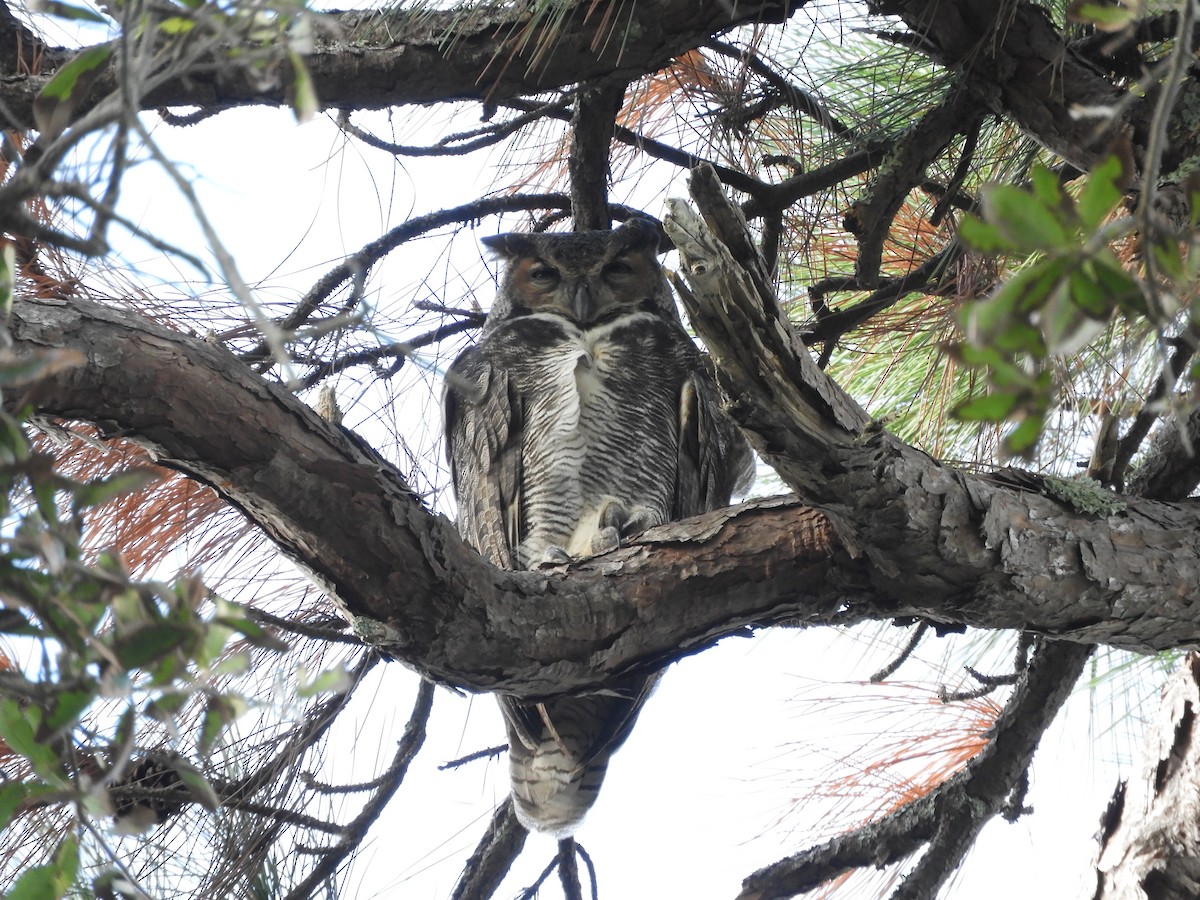 Great Horned Owl - ML275508291