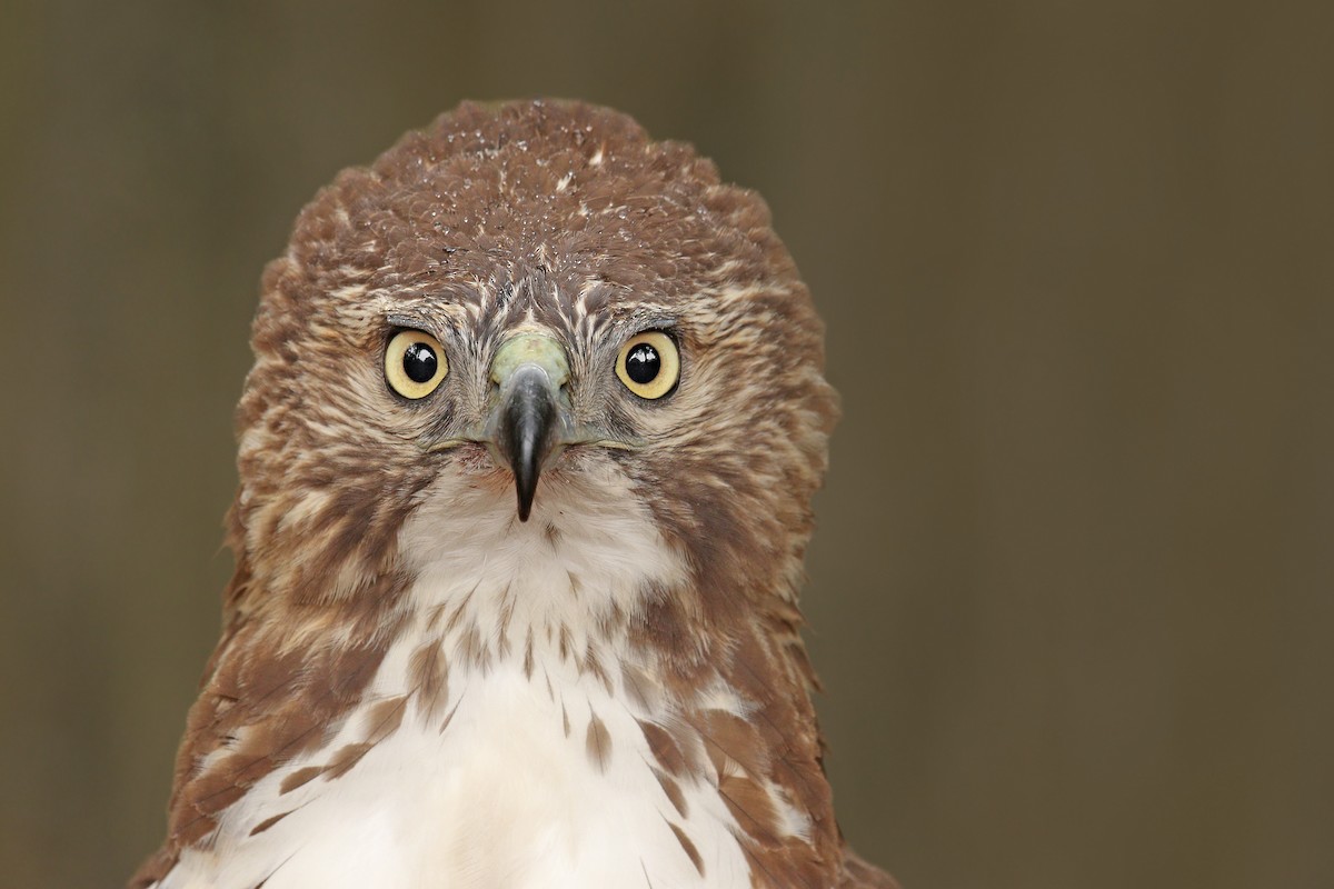 Red-tailed Hawk - ML275510351