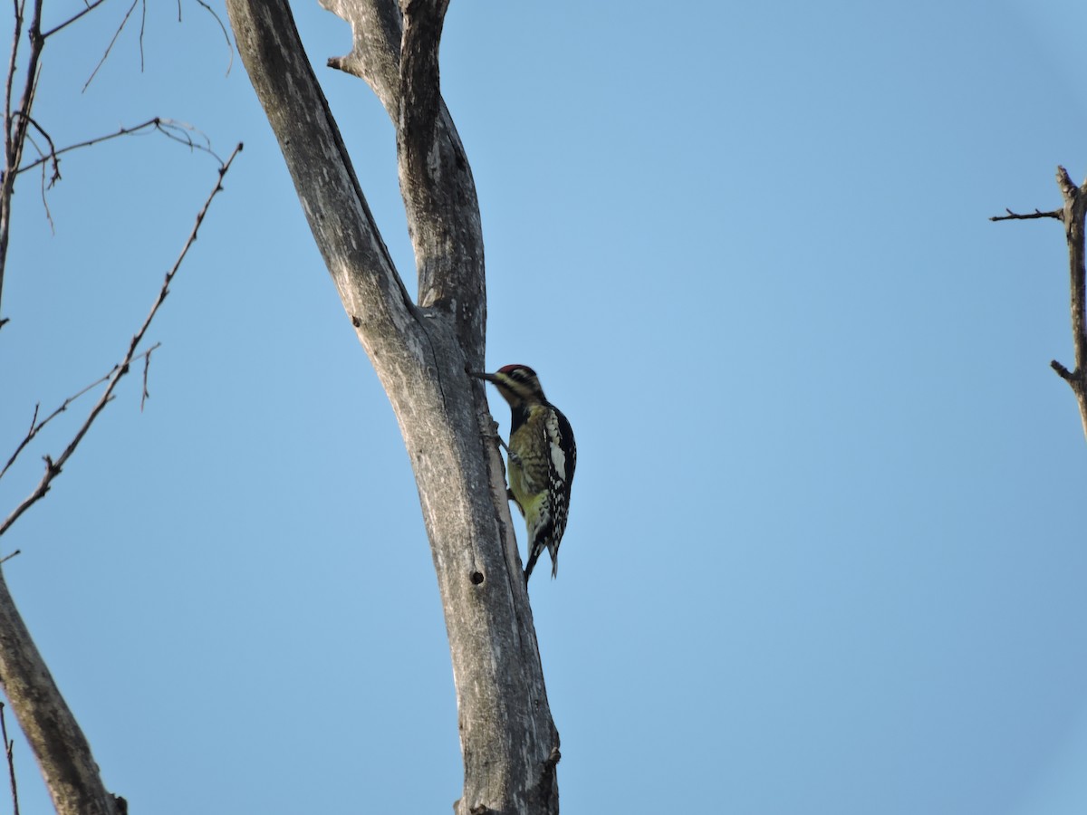 Yellow-bellied Sapsucker - ML275510471