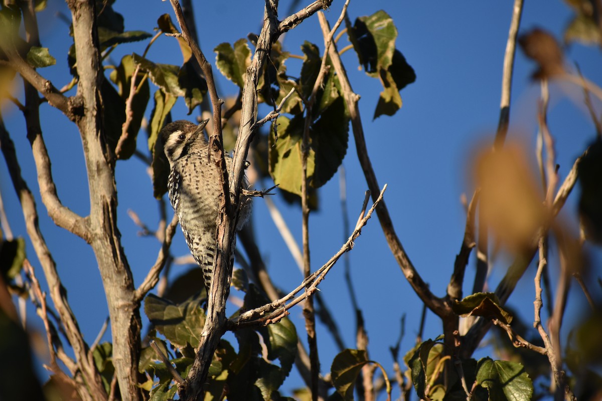 Ladder-backed Woodpecker - ML275510791