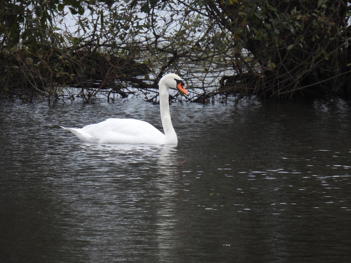 Mute Swan - ML275510991