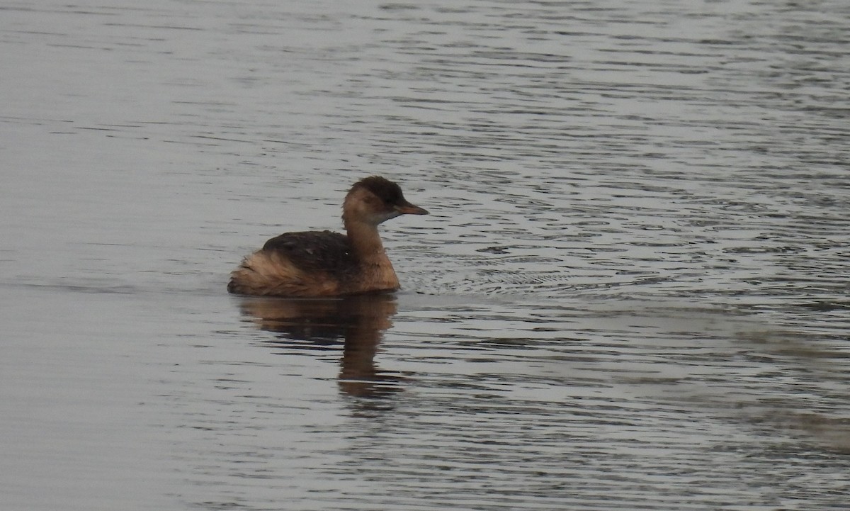 Little Grebe - ML275511491