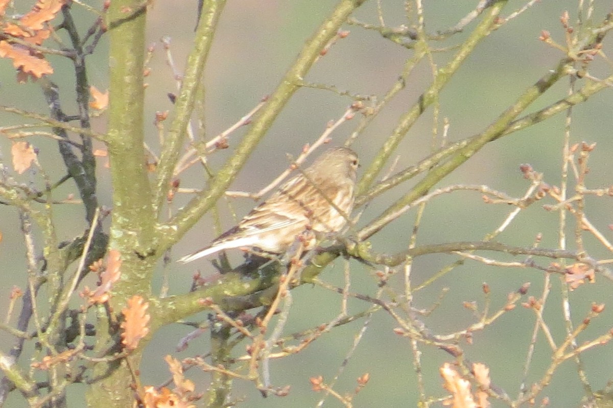 Eurasian Linnet - Ergün Cengiz