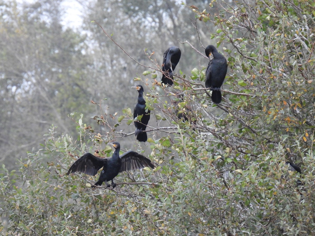 Grand Cormoran (sinensis/hanedae) - ML275512271