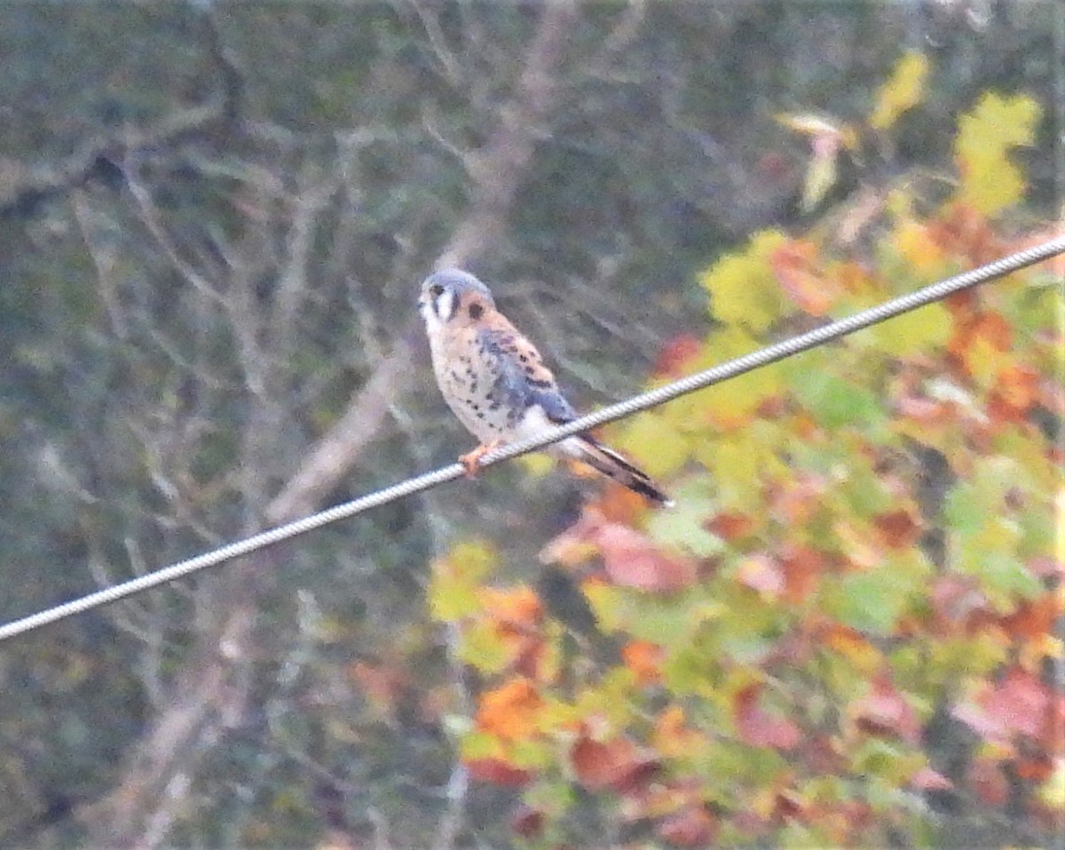 American Kestrel - ML275512331