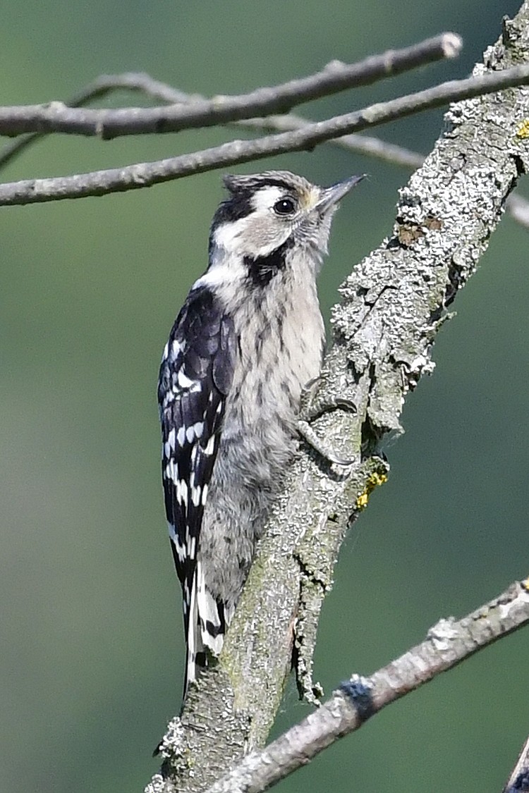 Lesser Spotted Woodpecker - Gerd Schön