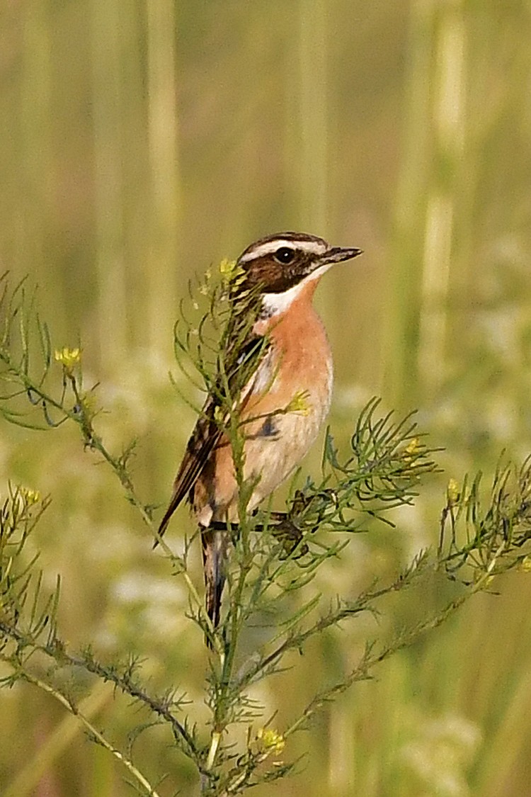 Whinchat - ML275512611
