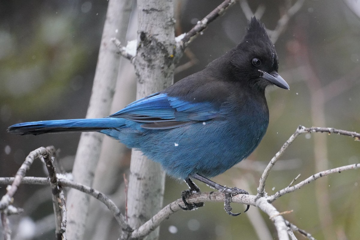 Steller's Jay - ML275513301