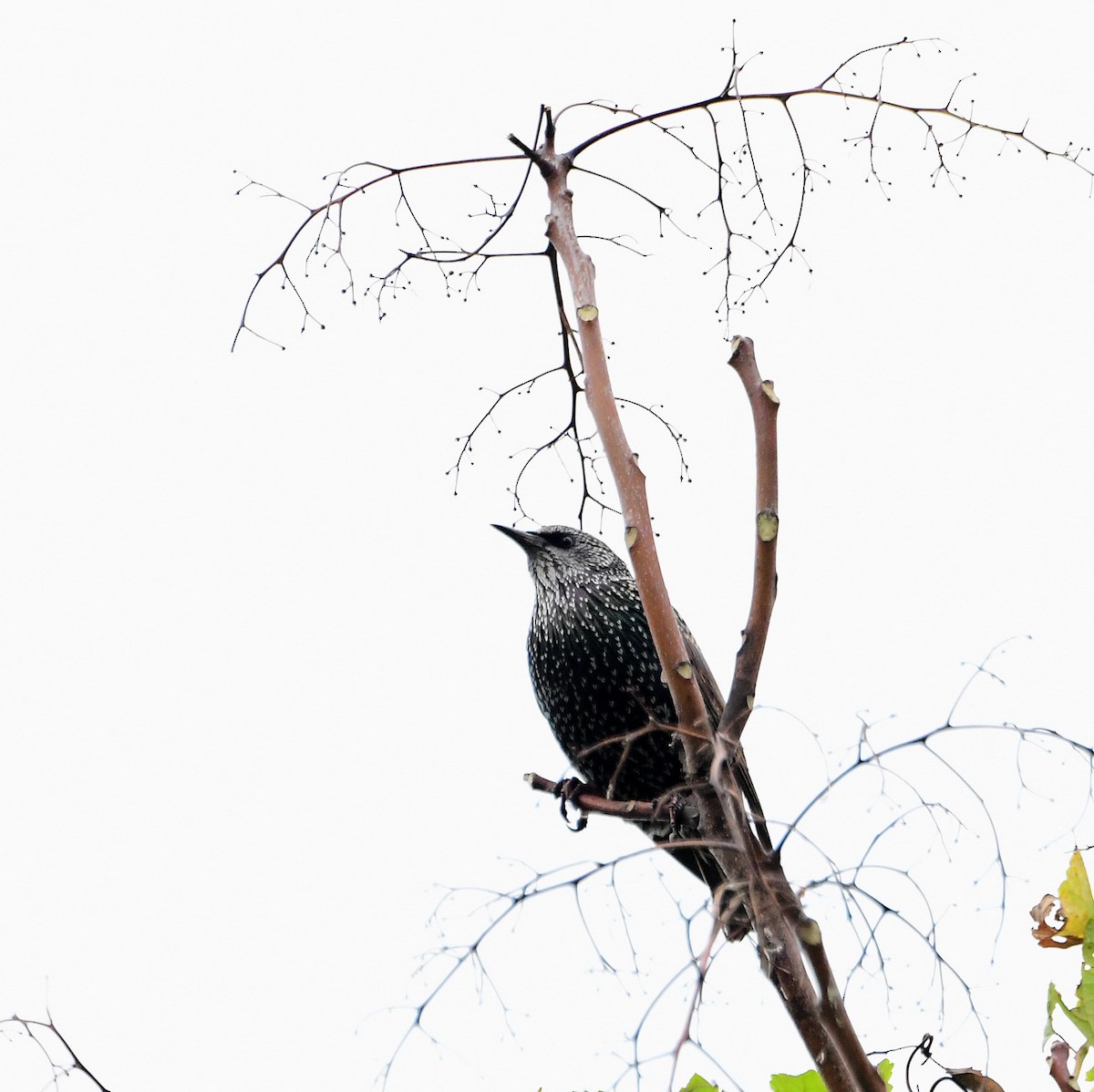 European Starling - ML275513901