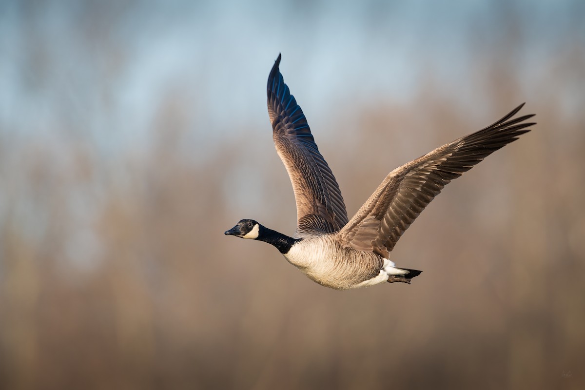 Canada Goose - Daniel Grossi