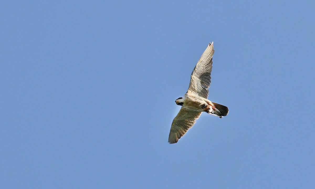 Peregrine Falcon - ML275516051