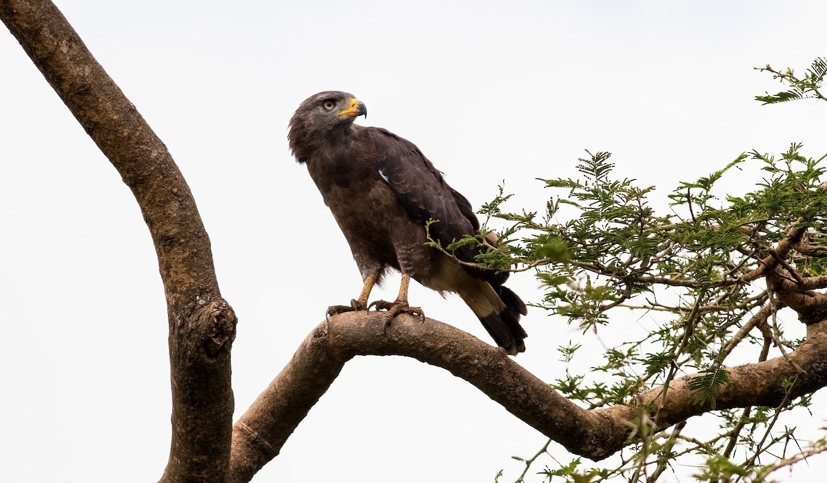 Banded Snake-Eagle - ML275517441