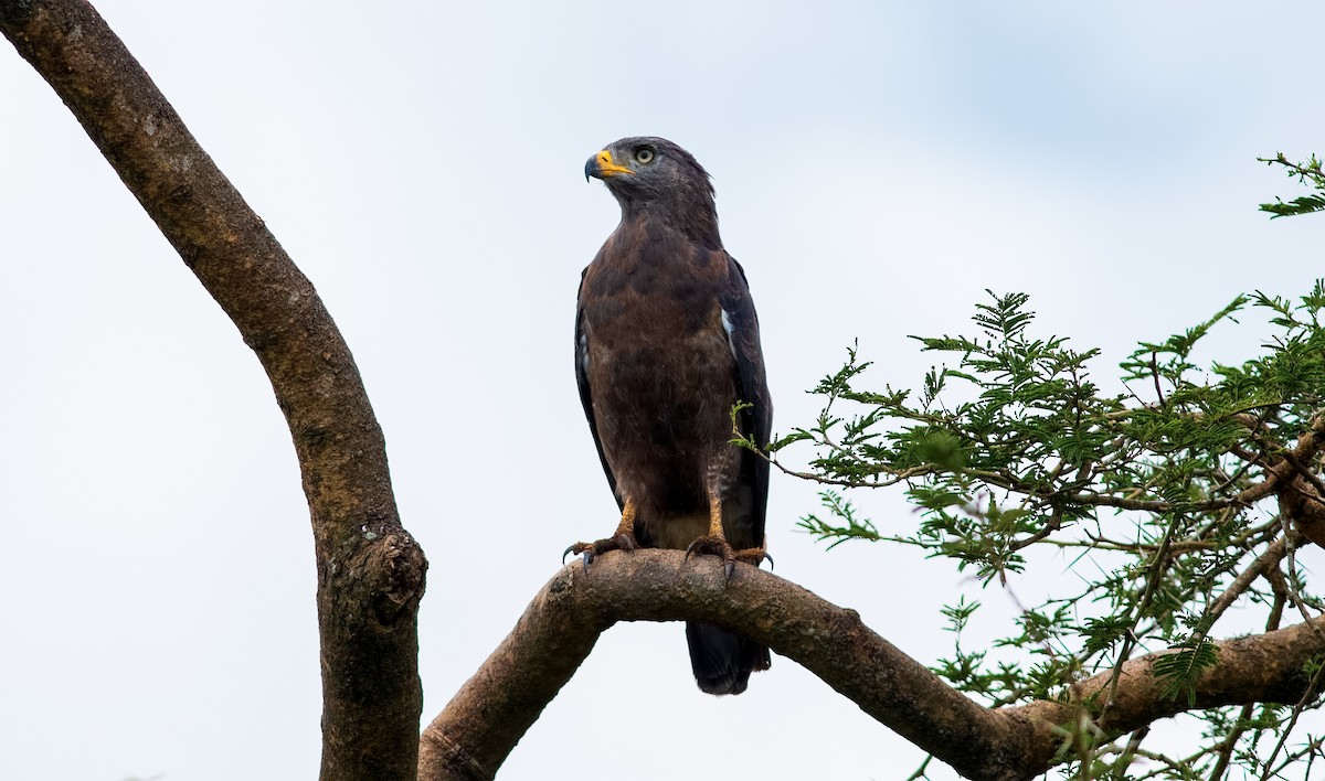 Banded Snake-Eagle - ML275517451