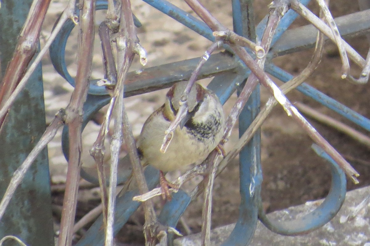 House Sparrow - ML275518061