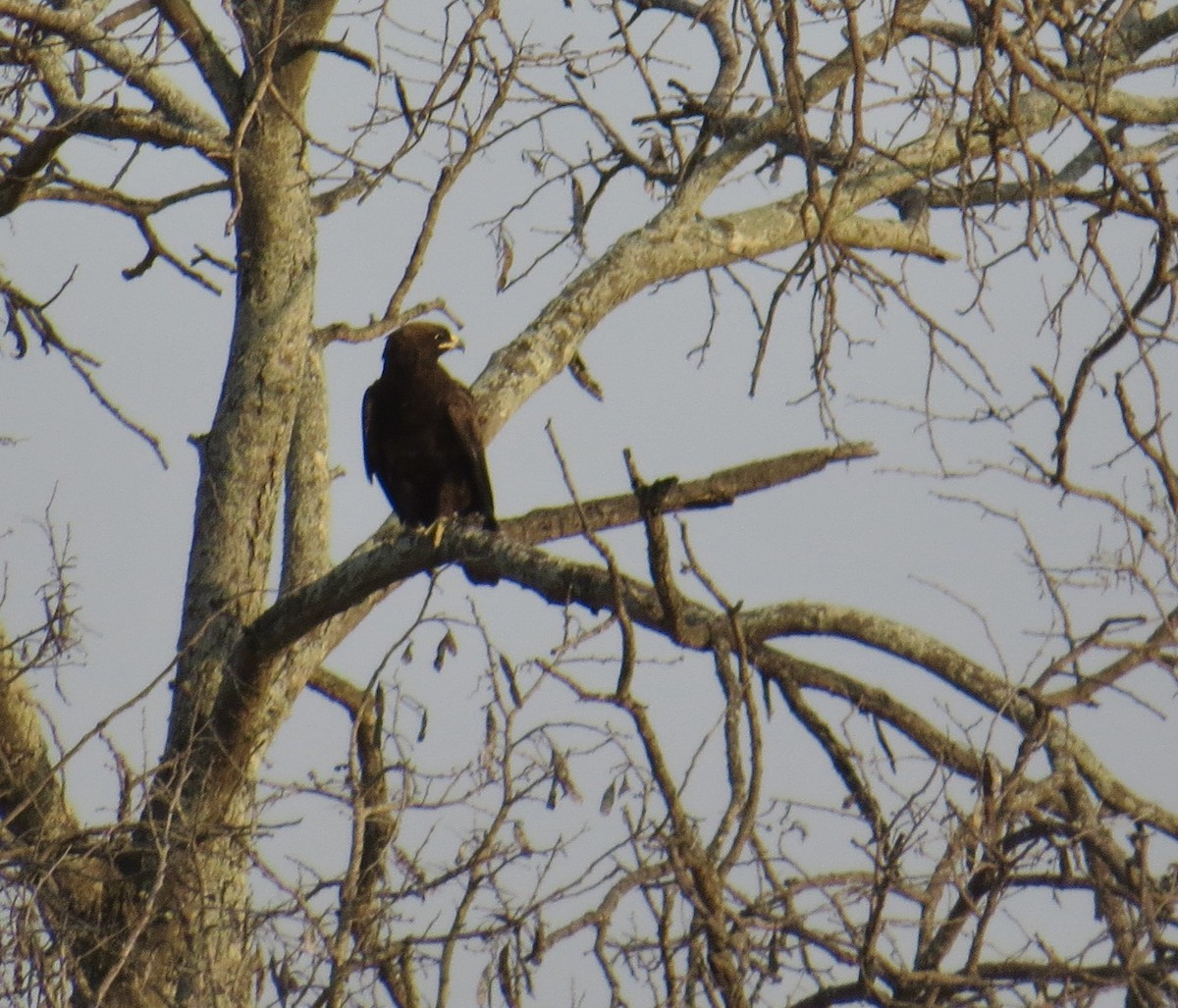 Wahlberg's Eagle - ML275518271