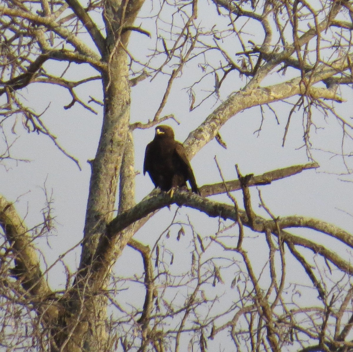 Wahlberg's Eagle - ML275518281