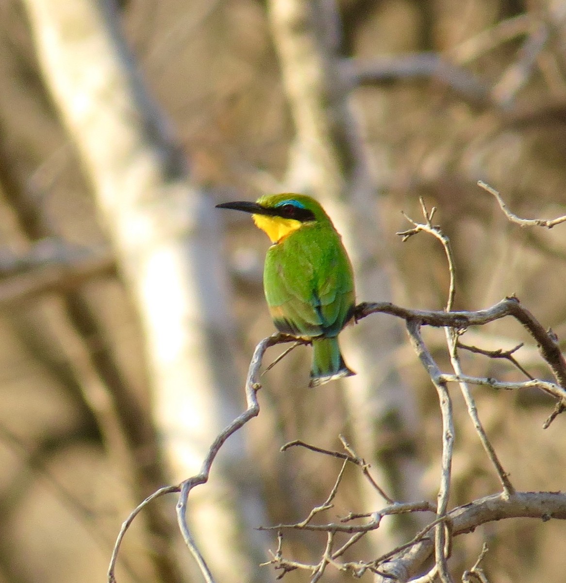 Little Bee-eater - ML275518381