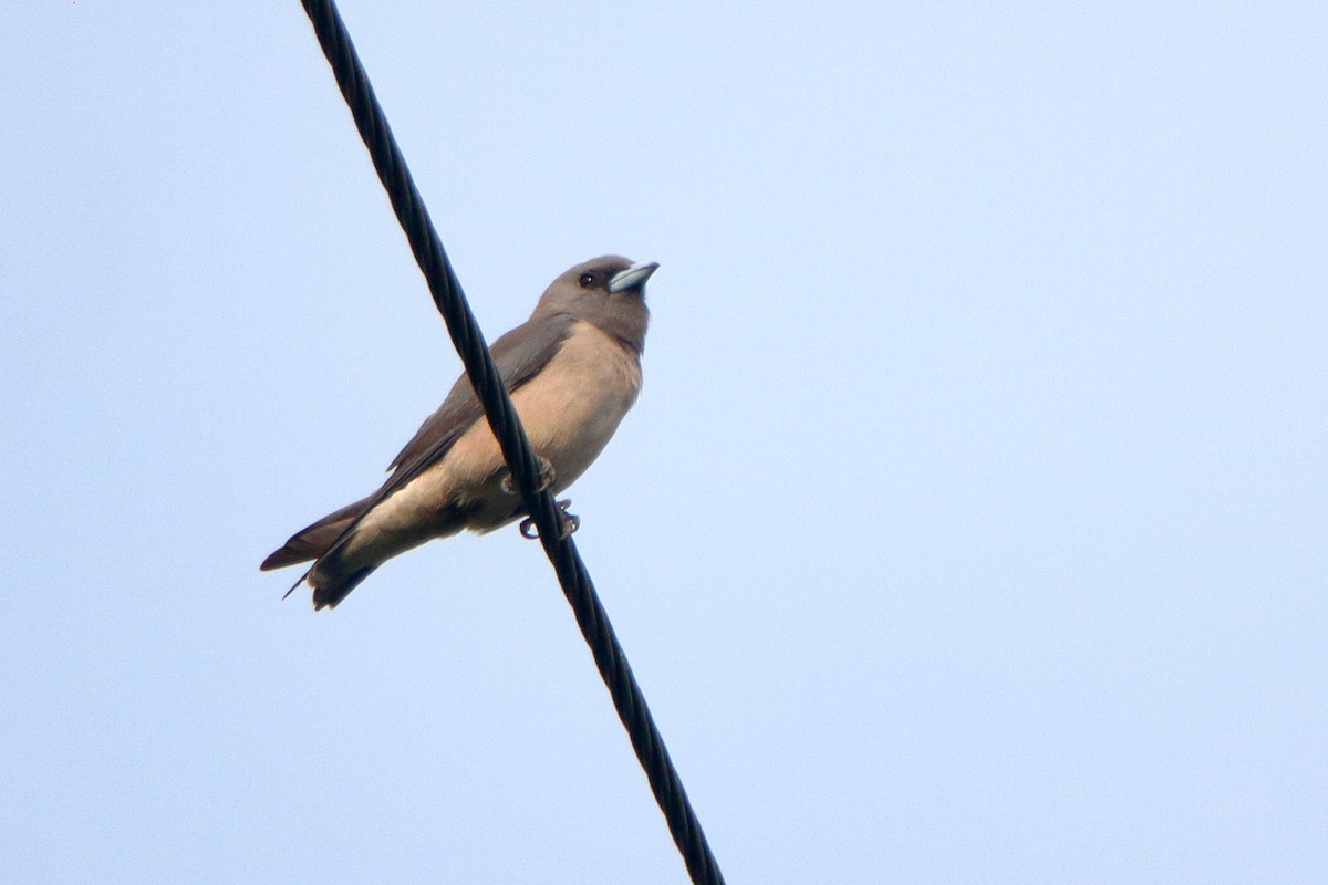 Ashy Woodswallow - ML275518751