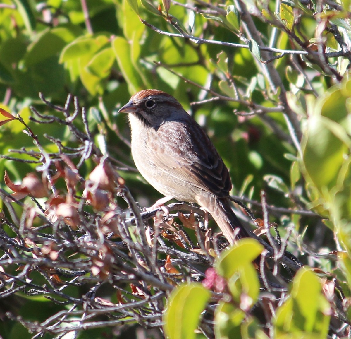 Rufous-crowned Sparrow - ML275519191