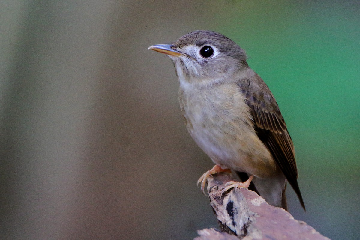 Brown-breasted Flycatcher - ML275519221