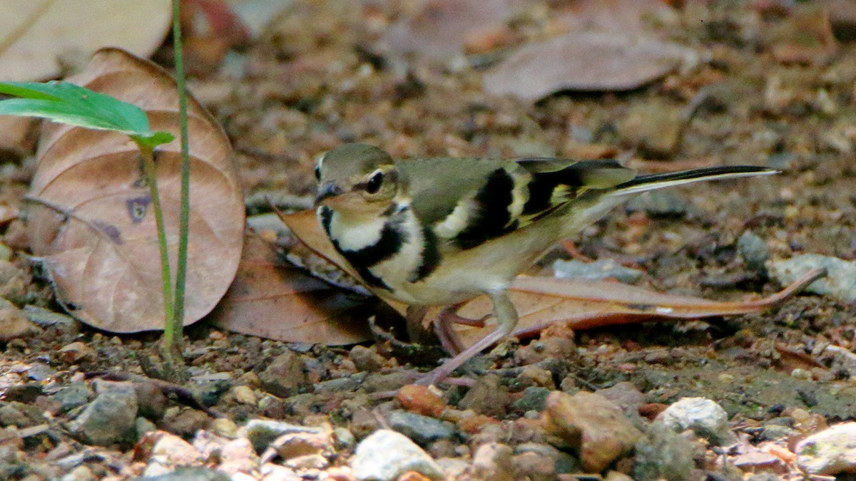 Forest Wagtail - David Clark
