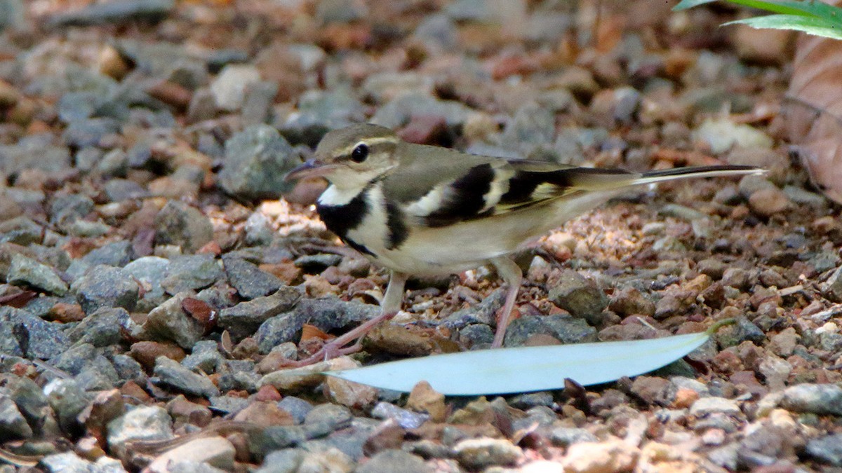Forest Wagtail - ML275519341