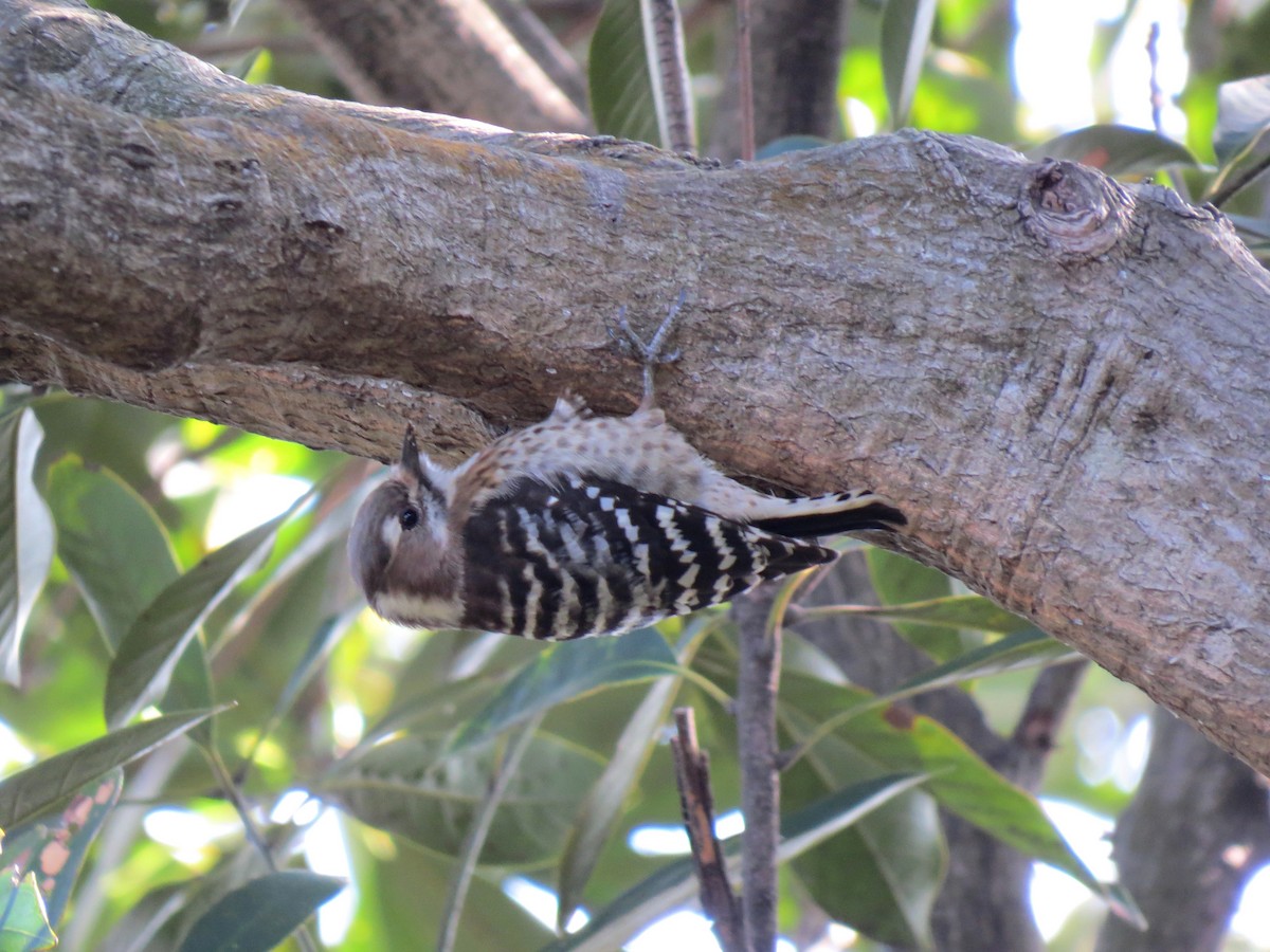 Japanese Pygmy Woodpecker - ML275519541
