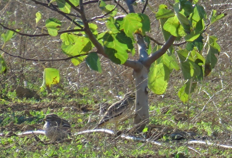 Eurasian Thick-knee - George and Teresa Baker